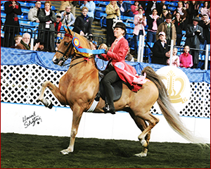CH Callaway’s Born To Win