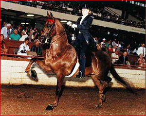 CH Sue Elegant