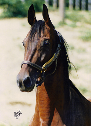 Sultana's Diana