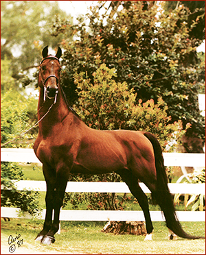 Sylvan Bourbon King